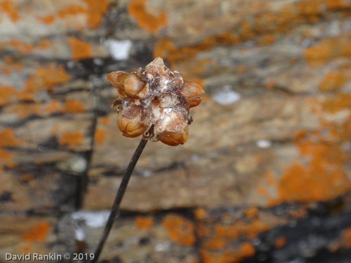 <i>Primula bellidifolia </i>