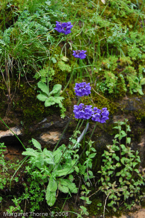 <i>Primula bellidifolia </i>