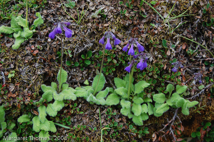 <i>Primula bellidifolia </i>