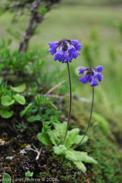 <i>Primula bellidifolia </i>