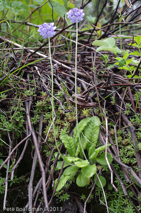 <i>Primula bellidifolia </i>