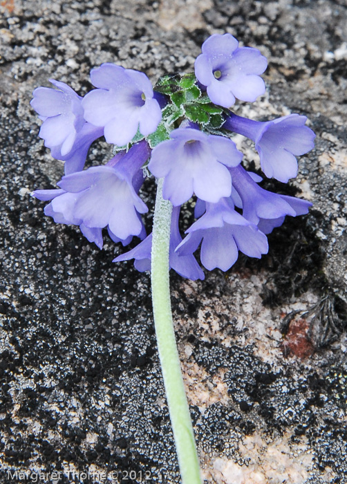 <i>Primula bellidifolia aff. subsp. hyacinthina </i>