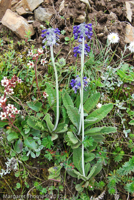 <i>Primula bellidifolia </i>