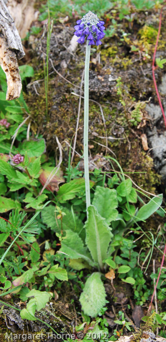 <i>Primula bellidifolia </i>