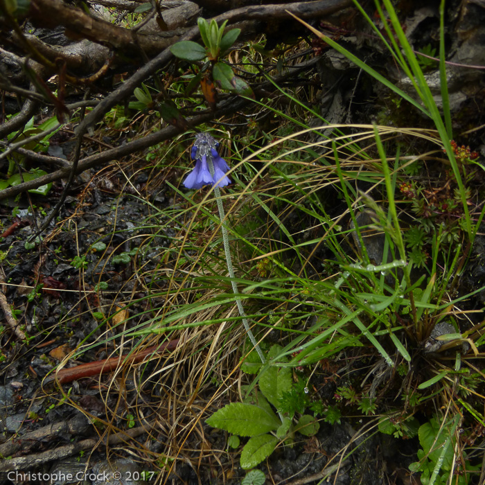 <i>Primula bellidifolia subsp. hyacinthina </i>
