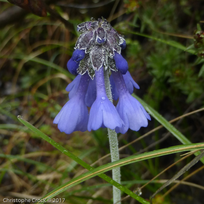 <i>Primula bellidifolia subsp. hyacinthina </i>