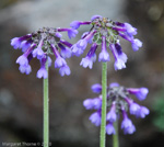 <i>Primula bellidifolia </i>