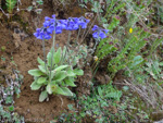 <i>Primula bellidifolia </i>