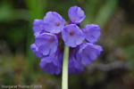 <i>Primula bellidifolia </i>