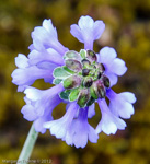 <i>Primula bellidifolia aff. subsp. hyacinthina </i>