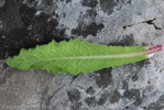 <i>Primula bellidifolia </i>