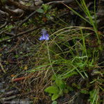 <i>Primula bellidifolia subsp. hyacinthina </i>