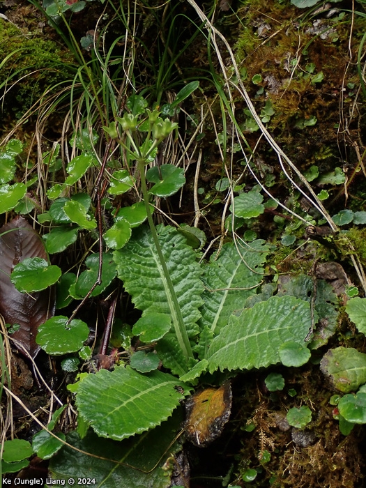 <i>Primula bergenioides </i>