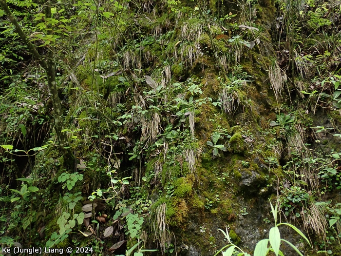 <i>Primula bergenioides </i>