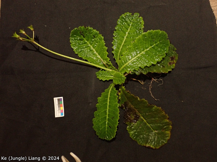 <i>Primula bergenioides </i>