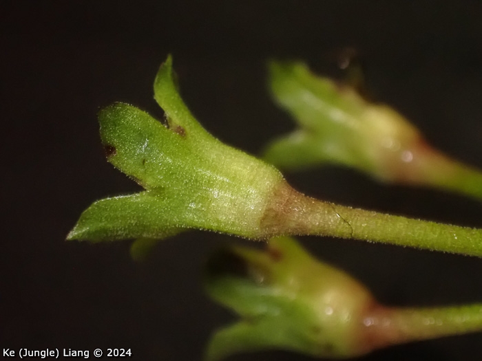 <i>Primula bergenioides </i>