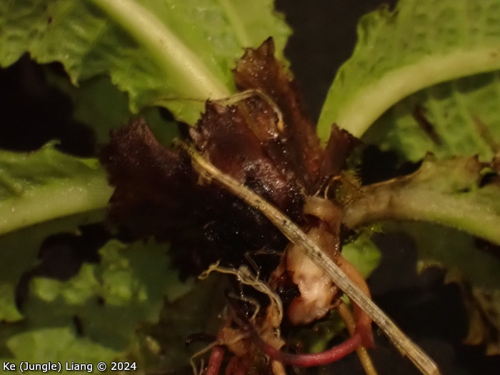 <i>Primula bergenioides </i>