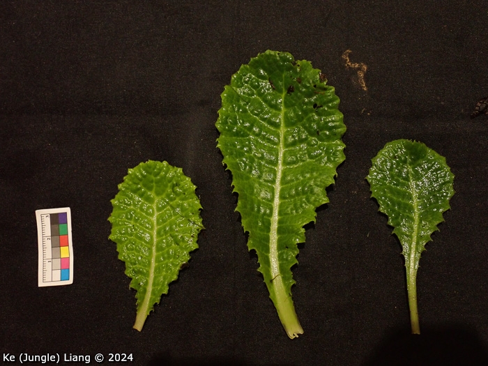 <i>Primula bergenioides </i>