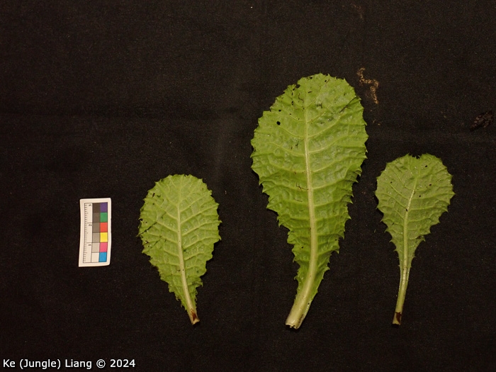 <i>Primula bergenioides </i>