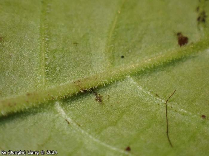 <i>Primula bergenioides </i>