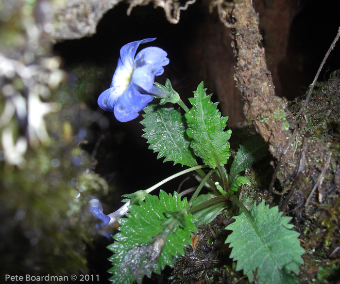 <i>Primula bhutanica </i>