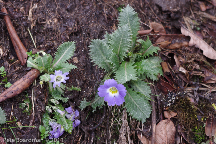 <i>Primula bhutanica </i>