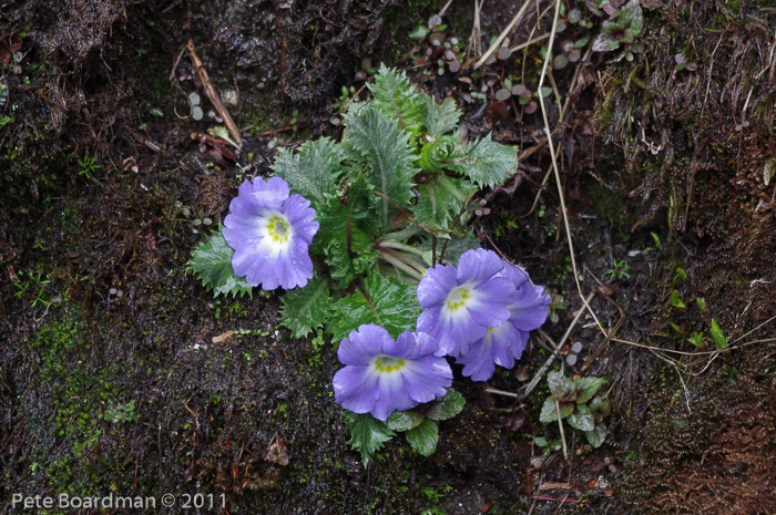 <i>Primula bhutanica </i>