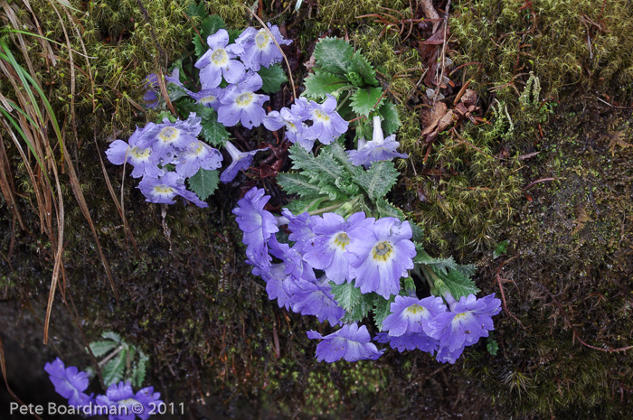 <i>Primula bhutanica </i>