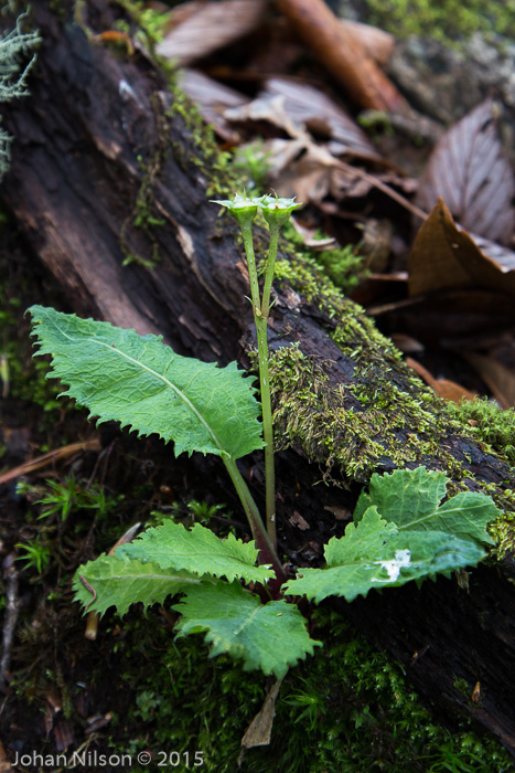 <i>Primula bhutanica </i>