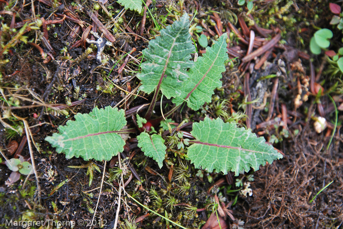 <i>Primula bhutanica </i>