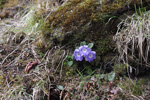 <i>Primula bhutanica </i>