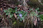 <i>Primula bhutanica </i>