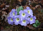 <i>Primula bhutanica </i>