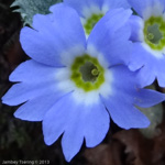 <i>Primula bhutanica </i>