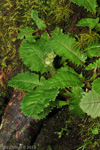 <i>Primula bhutanica </i>