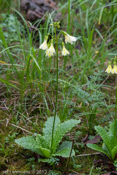 <i>Primula biserrata </i>