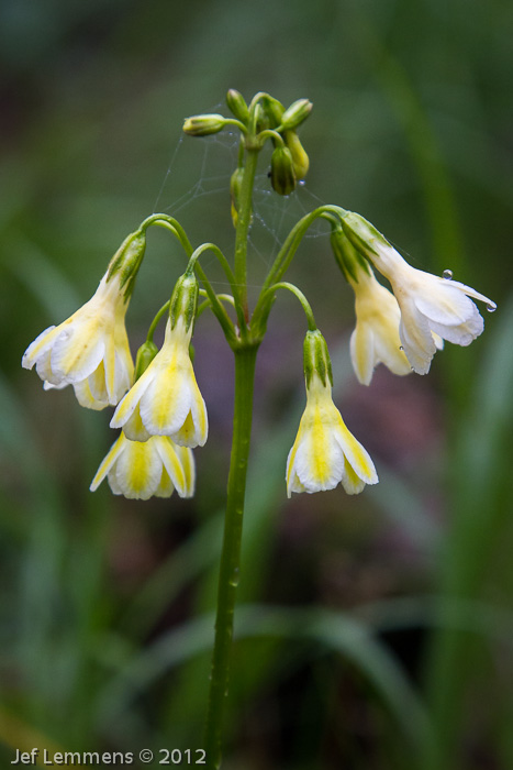 <i>Primula biserrata </i>