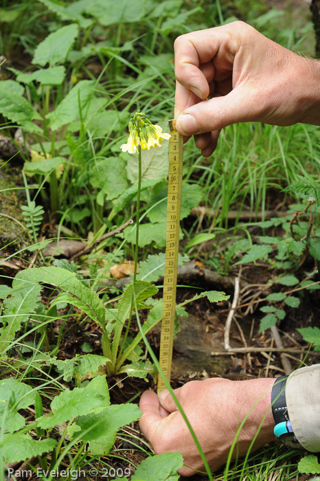 <i>Primula biserrata </i>