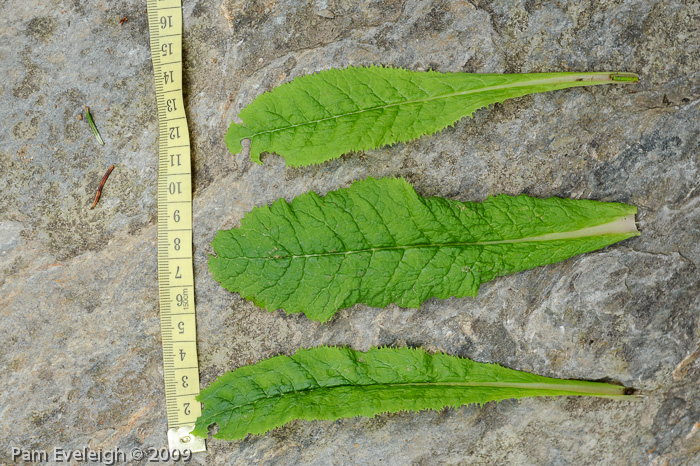 <i>Primula biserrata </i>