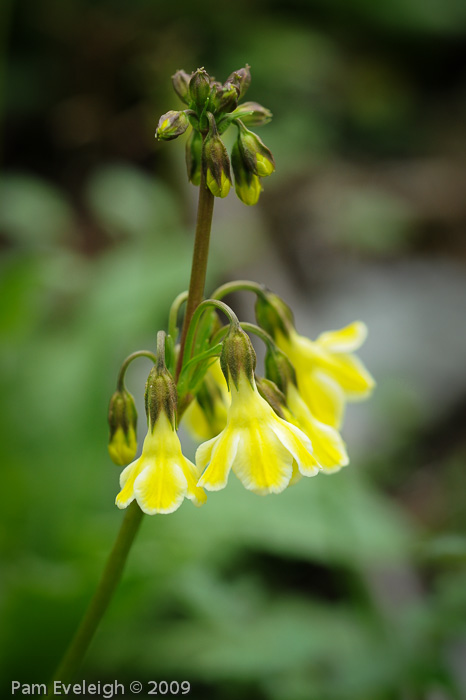 <i>Primula biserrata </i>