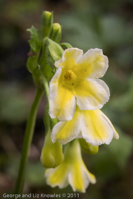 <i>Primula biserrata </i>