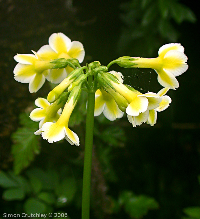 <i>Primula biserrata </i>