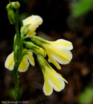 <i>Primula biserrata </i>