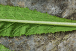 <i>Primula biserrata </i>