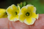 <i>Primula biserrata </i>