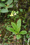 <i>Primula biserrata </i>