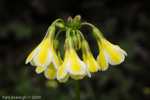 <i>Primula biserrata </i>