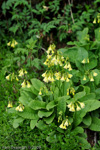 <i>Primula biserrata </i>