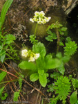 <i>Primula biserrata </i>