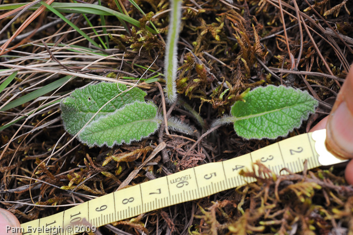 <i>Primula blattariformis </i>